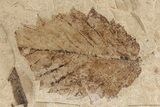 Fossil Leaf (Betula?) Plate - McAbee, BC #253986-1